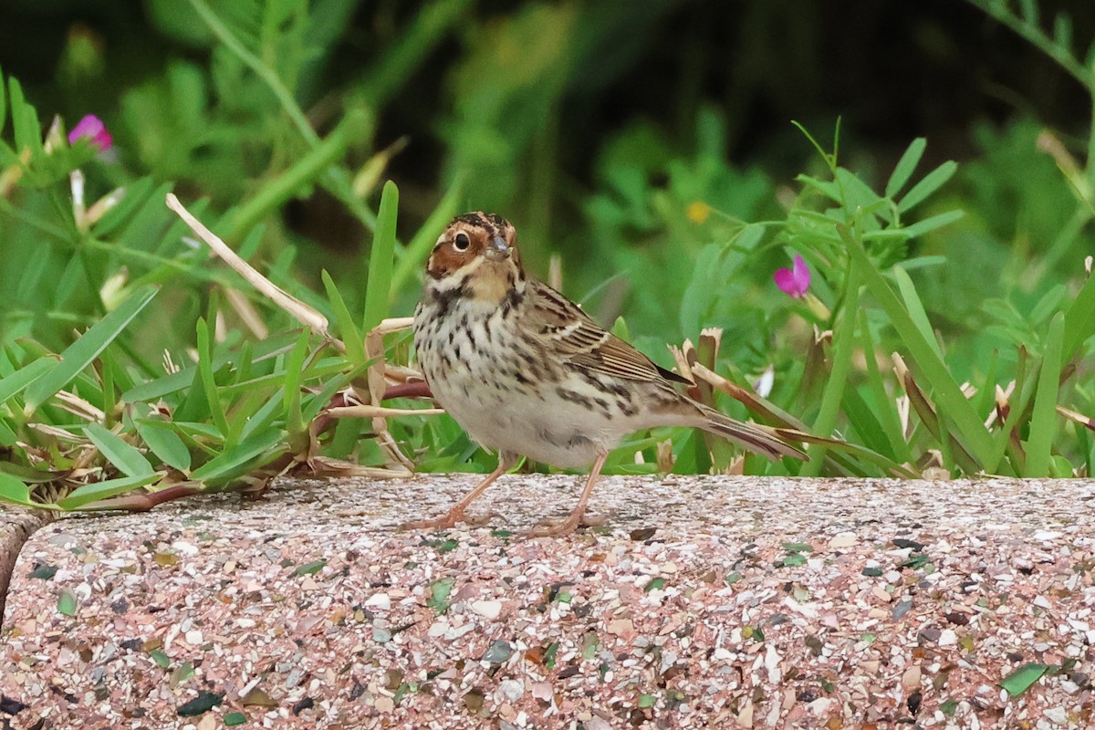 Little Bunting - 佑淇 陳