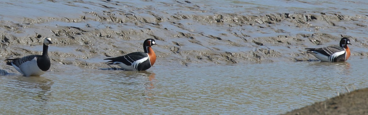 Red-breasted Goose - ML618362120