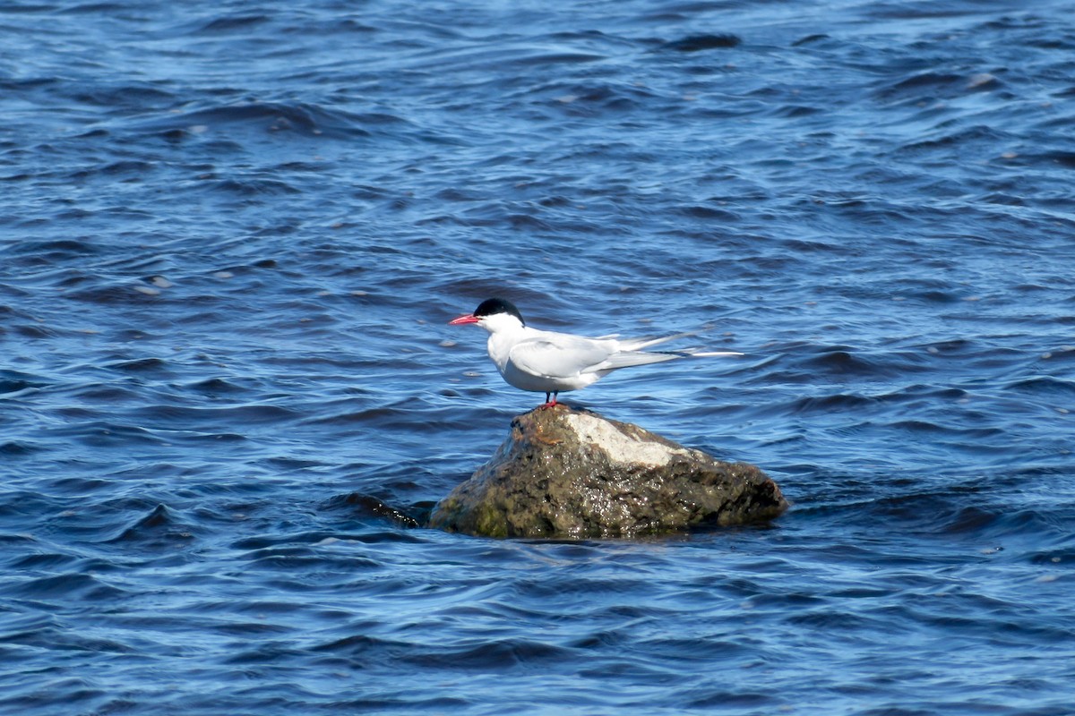 Arctic Tern - ML618362155