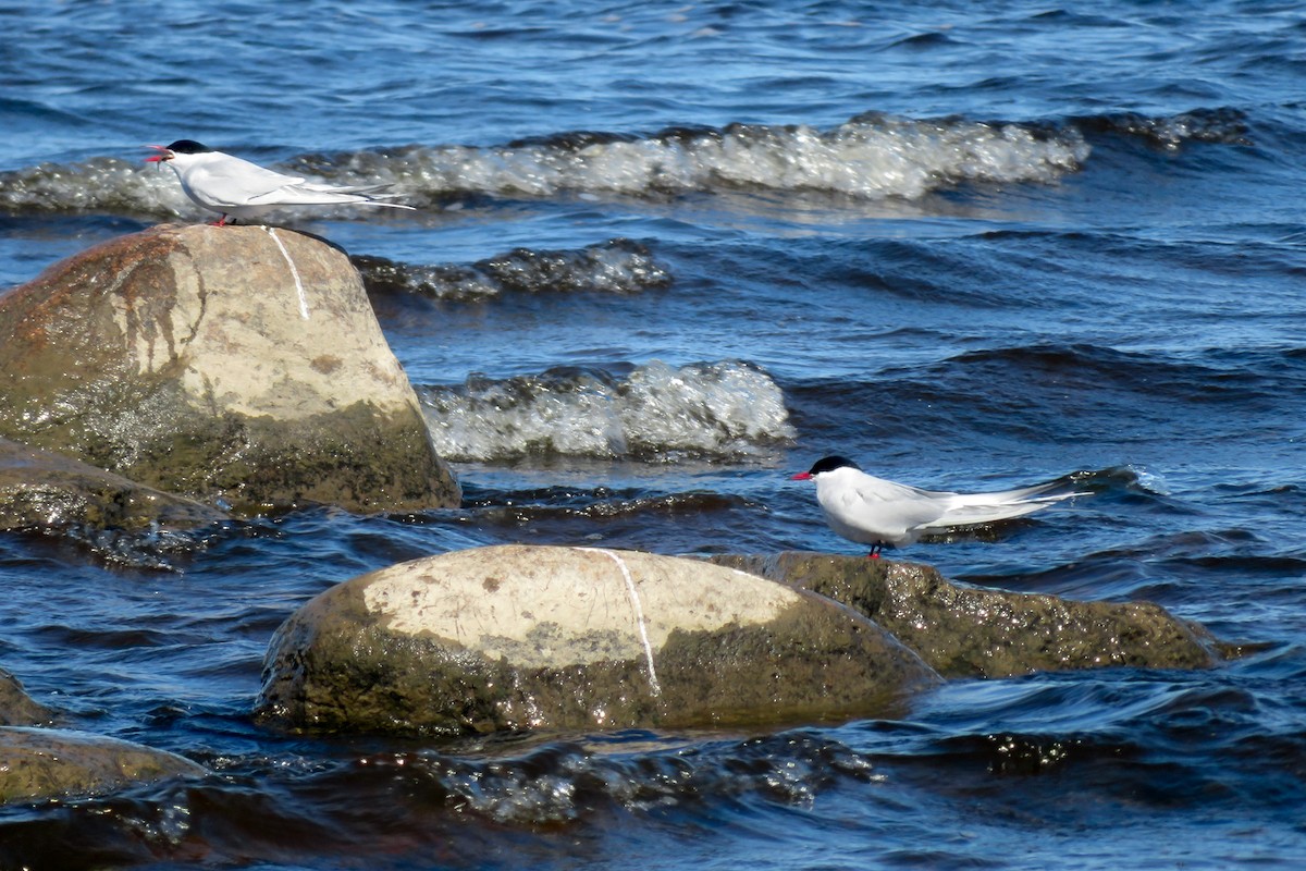 Arctic Tern - ML618362156