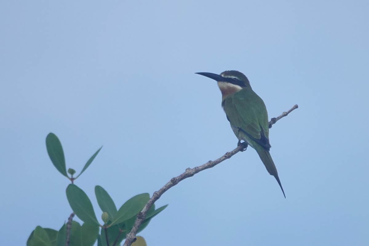 Madagascar Bee-eater - ML618362199