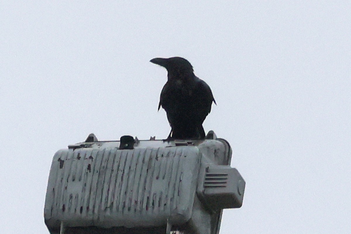Large-billed Crow - ML618362237