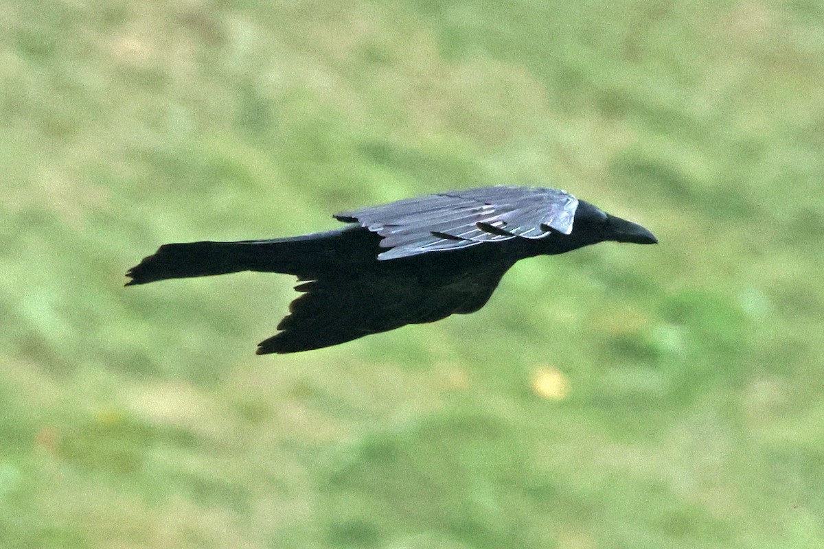 Large-billed Crow - 佑淇 陳