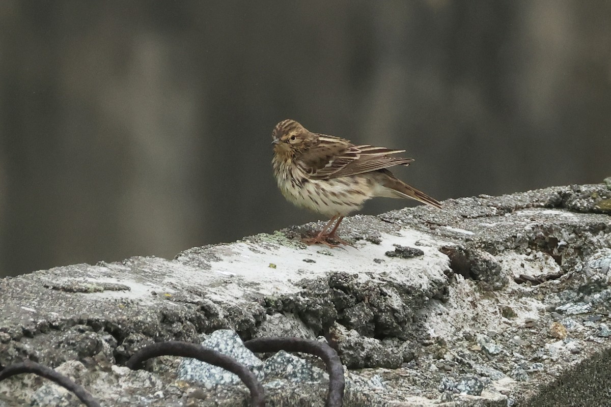 Red-throated Pipit - 佑淇 陳