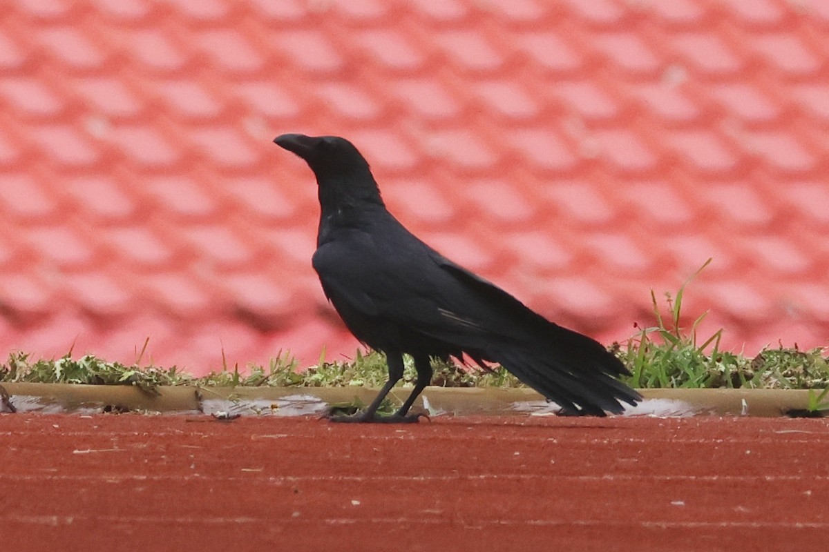 Large-billed Crow - ML618362256