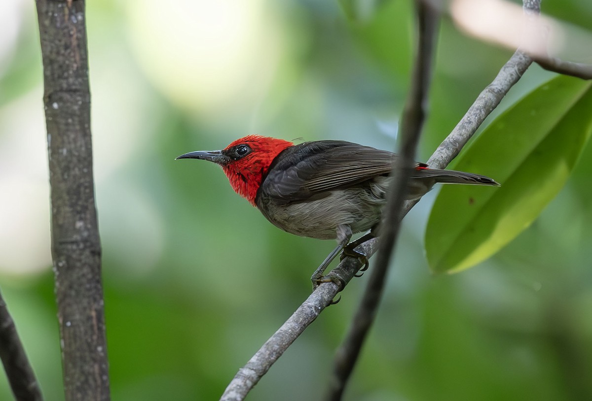 Red-headed Myzomela - Philip Griffin
