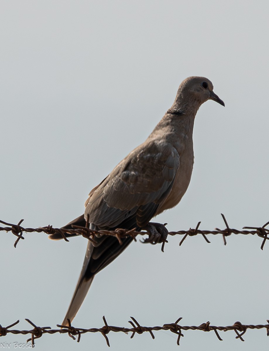Eurasian Collared-Dove - ML618362286