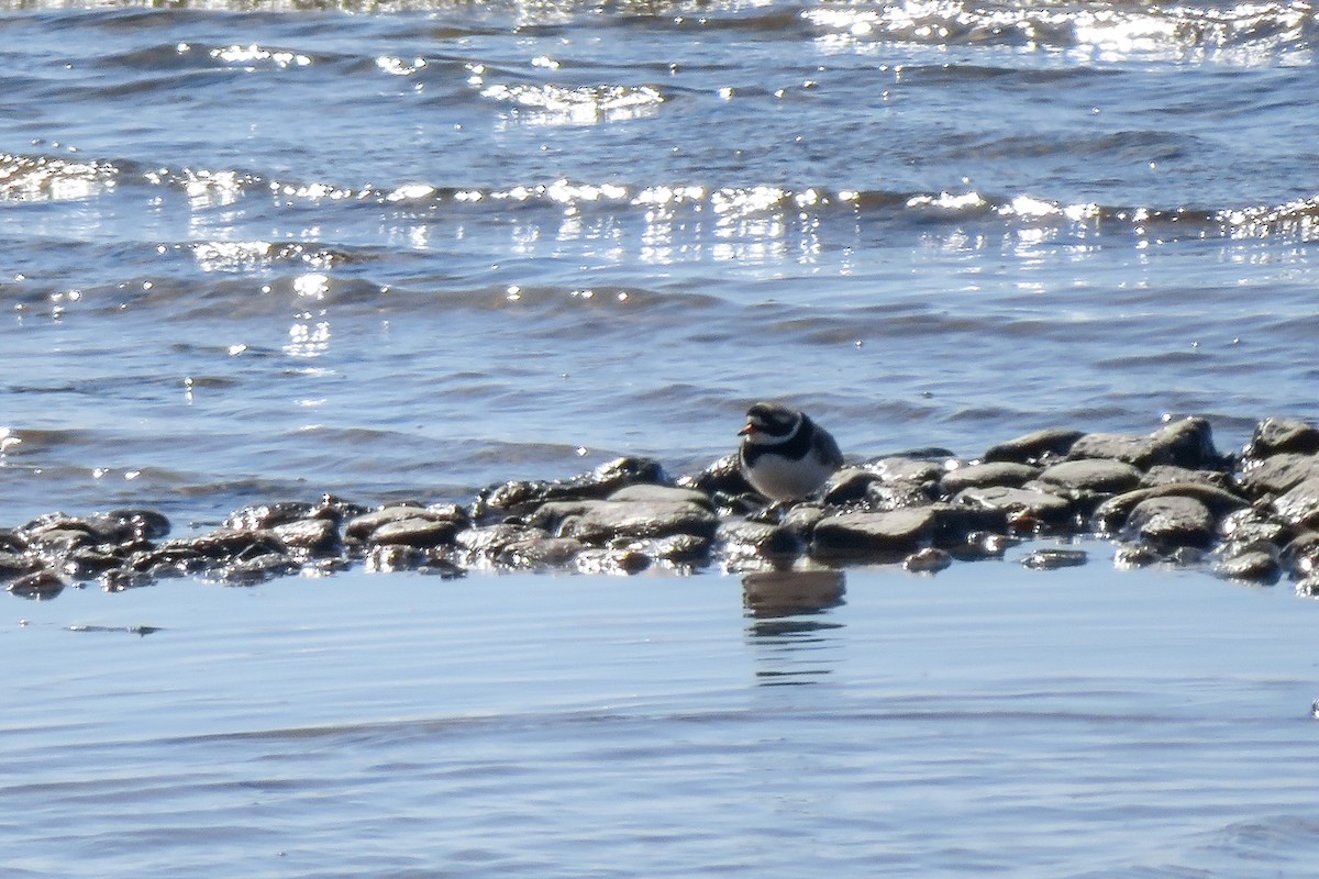 Common Ringed Plover - ML618362299