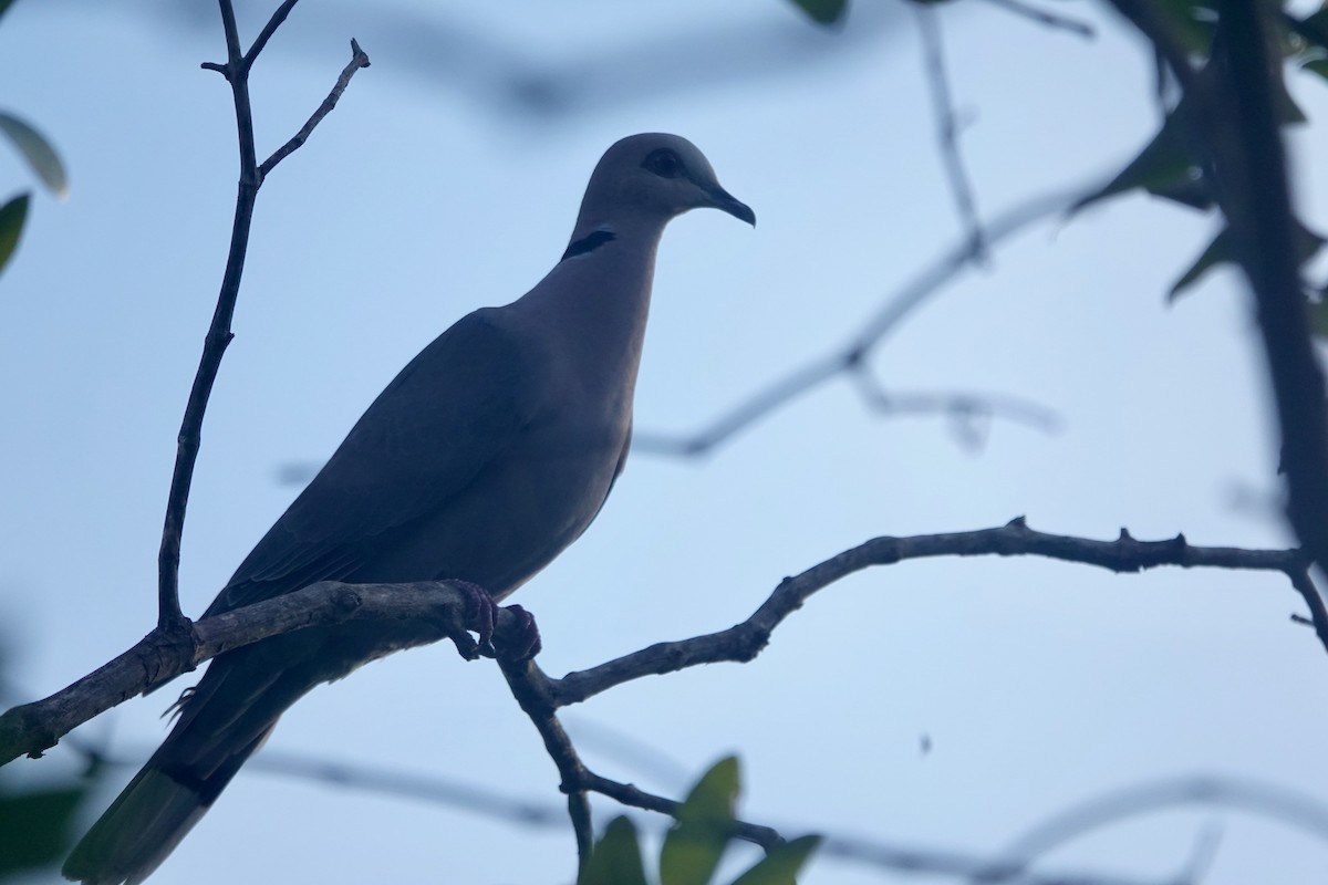 Red-eyed Dove - ML618362339