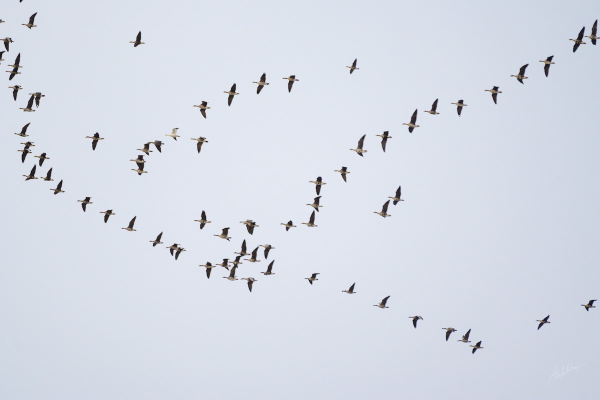 Greater White-fronted Goose - ML618362344