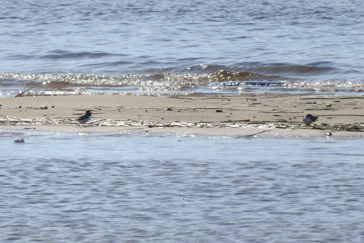 Common Ringed Plover - ML618362361