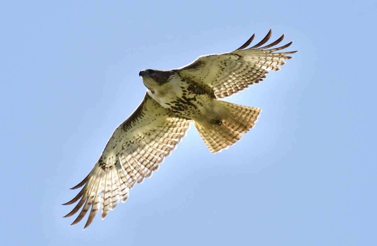 Red-tailed Hawk - ML618362373