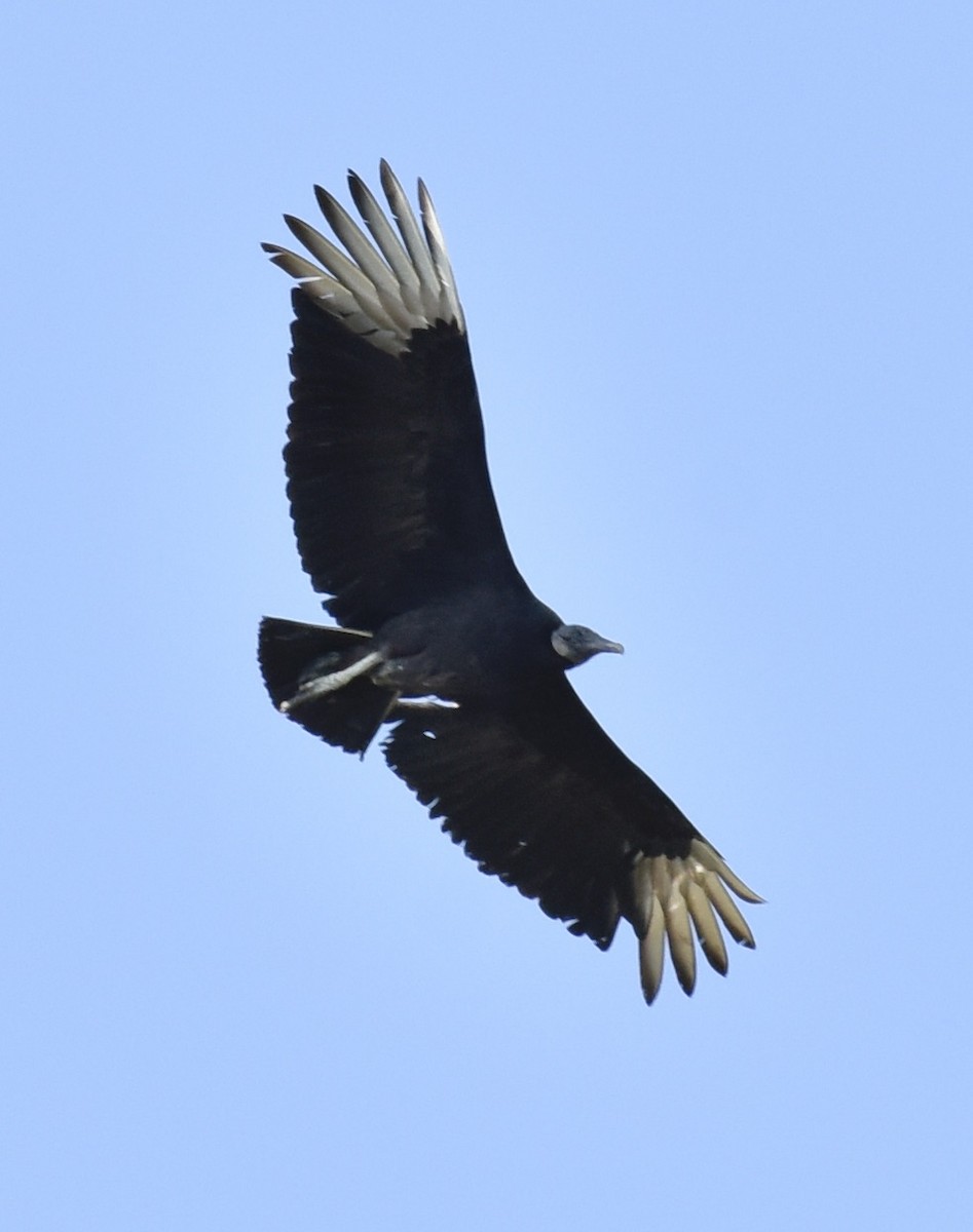 Black Vulture - ML618362407