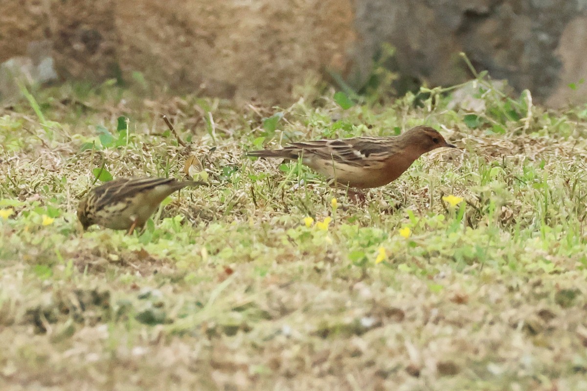Red-throated Pipit - ML618362408