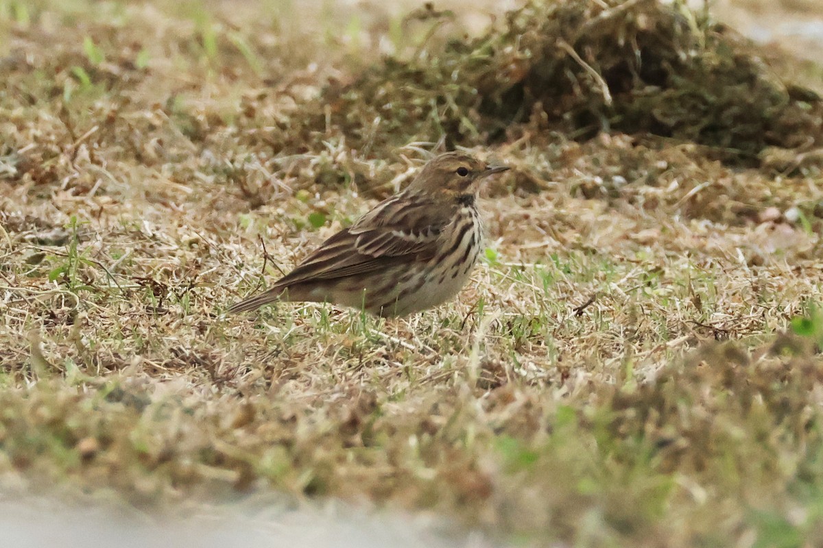 Red-throated Pipit - ML618362409