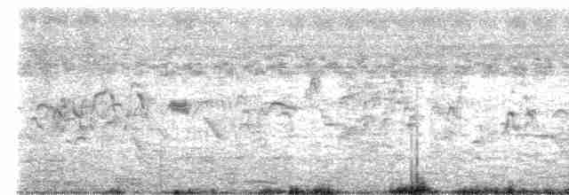 Cava Islıkçı Ördeği - ML618362414