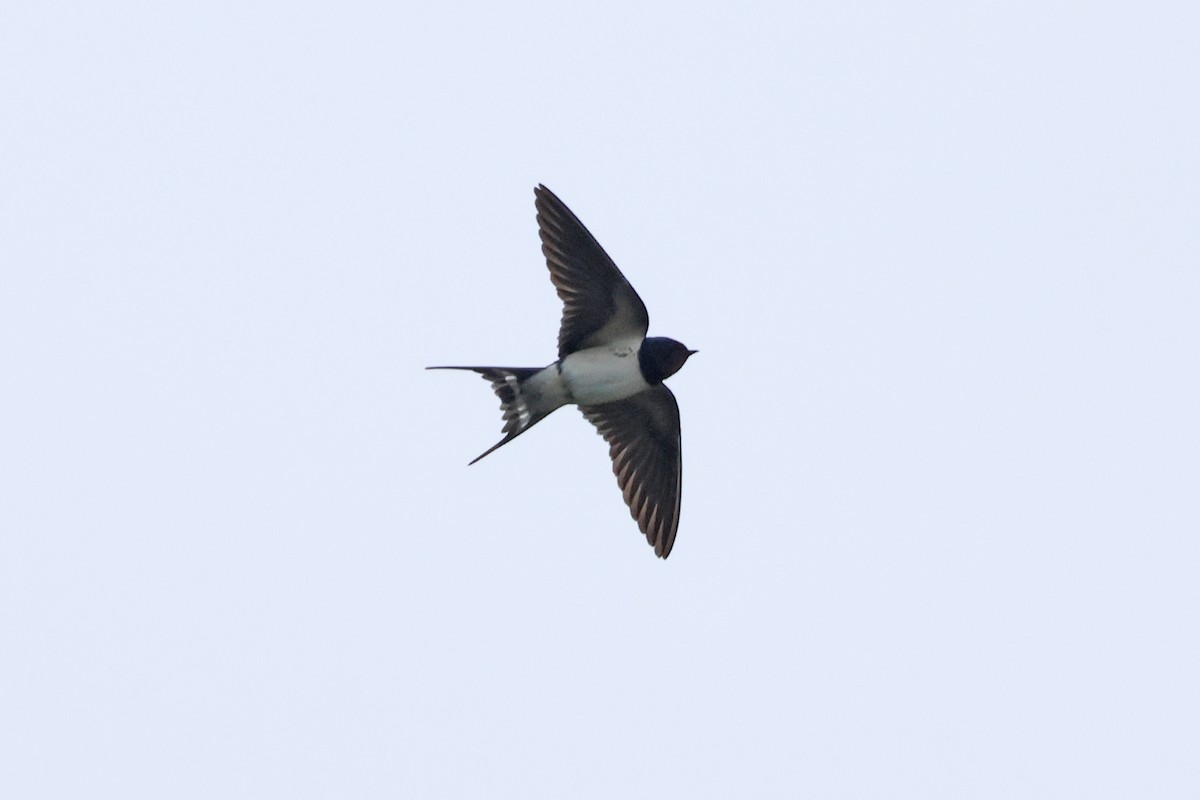 Barn Swallow - ML618362415