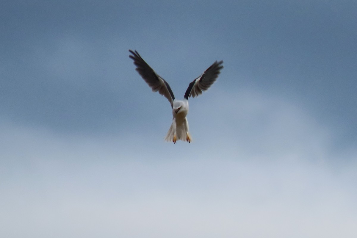 Black-shouldered Kite - ML618362421