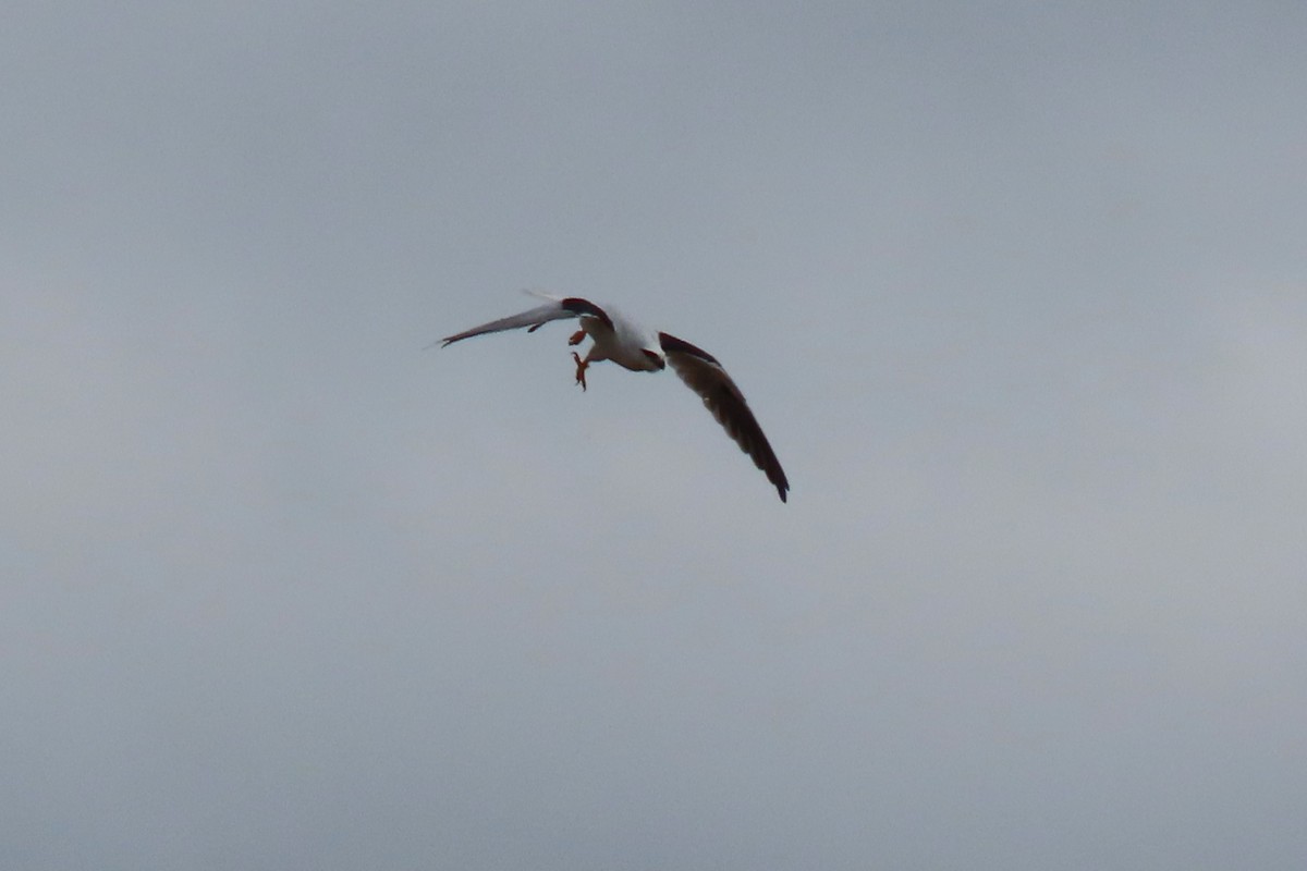 Black-shouldered Kite - ML618362422
