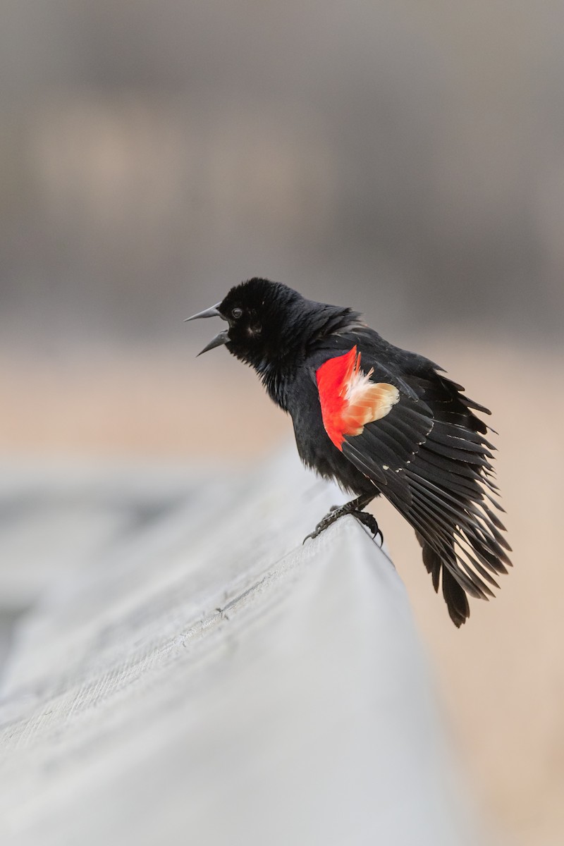Red-winged Blackbird - ML618362455
