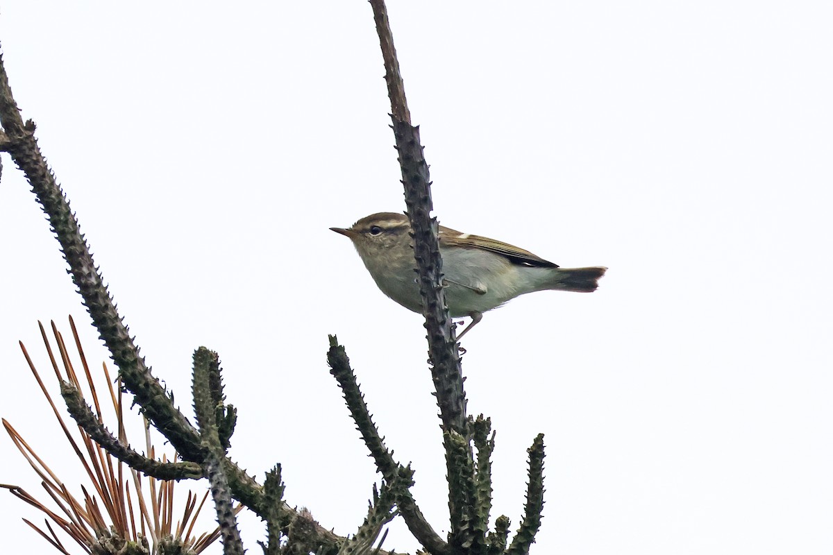 Yellow-browed Warbler - ML618362468
