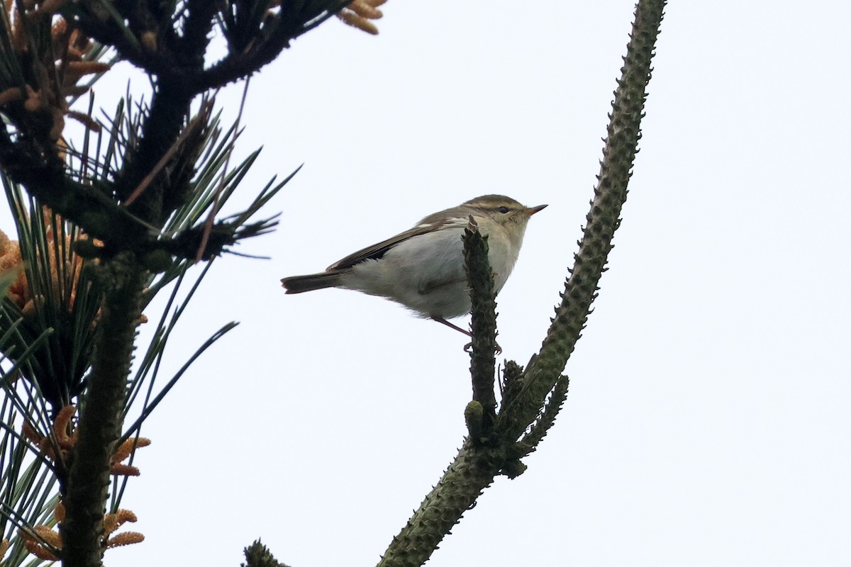 Yellow-browed Warbler - 佑淇 陳