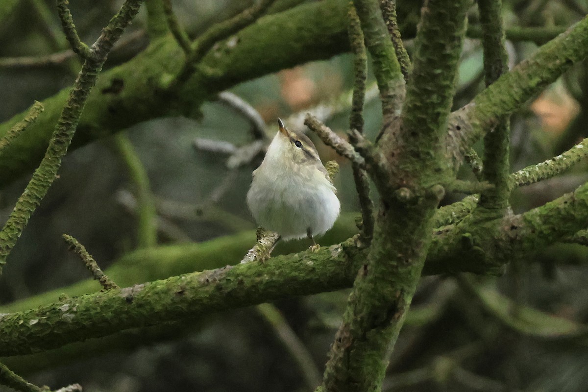 Yellow-browed Warbler - ML618362471