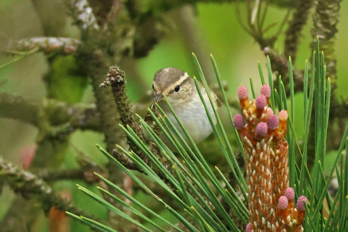 Yellow-browed Warbler - 佑淇 陳