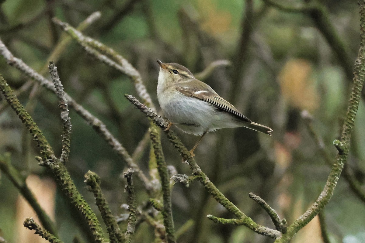 Yellow-browed Warbler - ML618362473