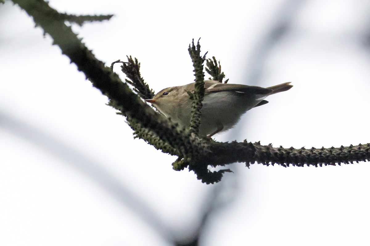 Yellow-browed Warbler - ML618362475