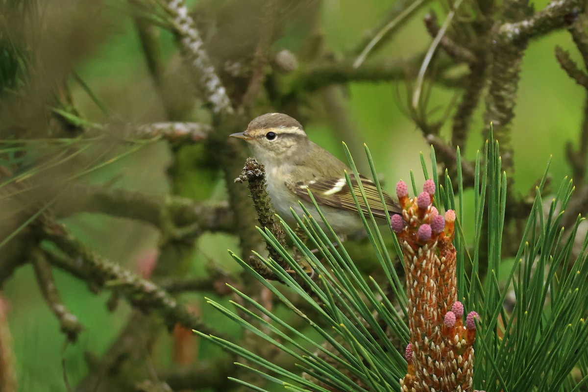 Yellow-browed Warbler - ML618362476