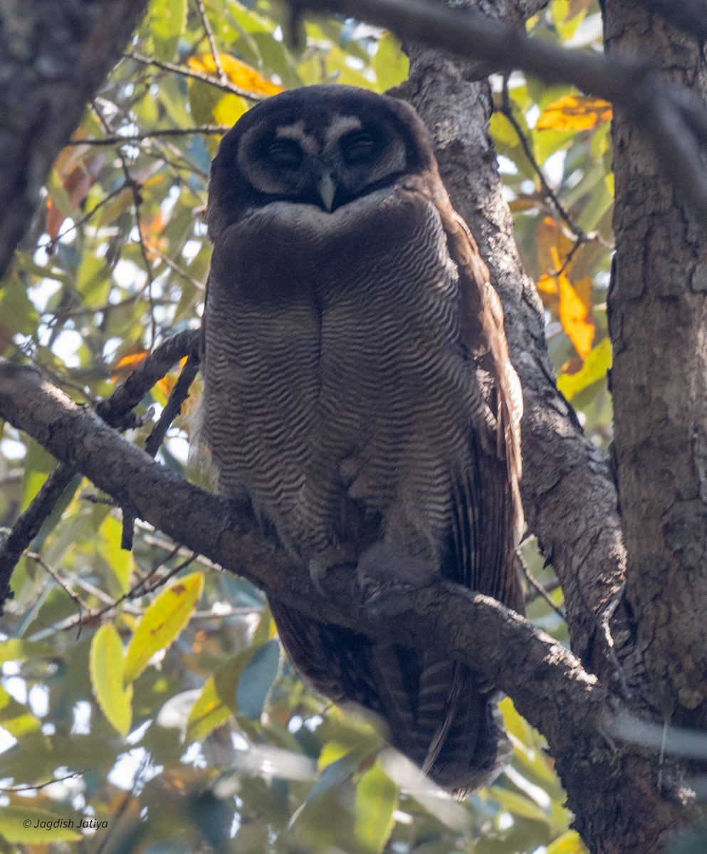 Brown Wood-Owl - ML618362531