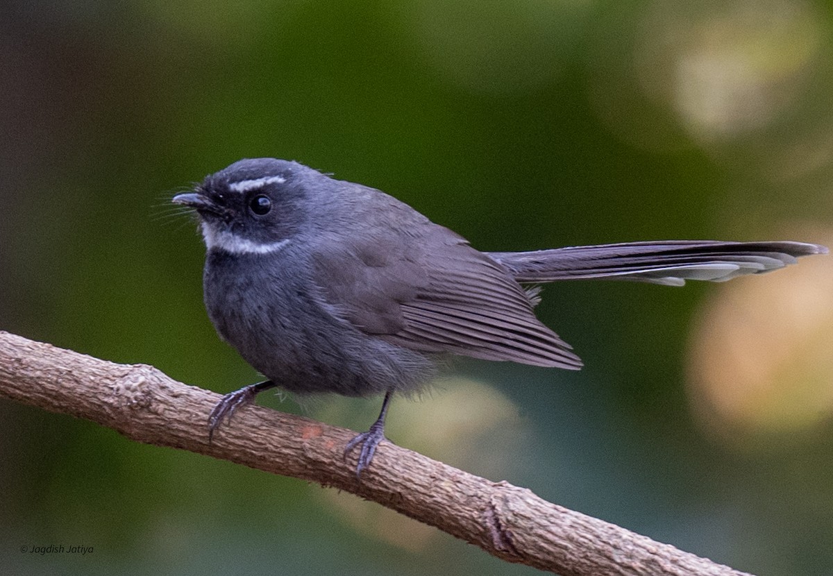 White-throated Fantail - ML618362533