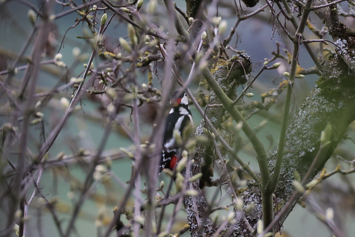 Great Spotted Woodpecker - Andrew William