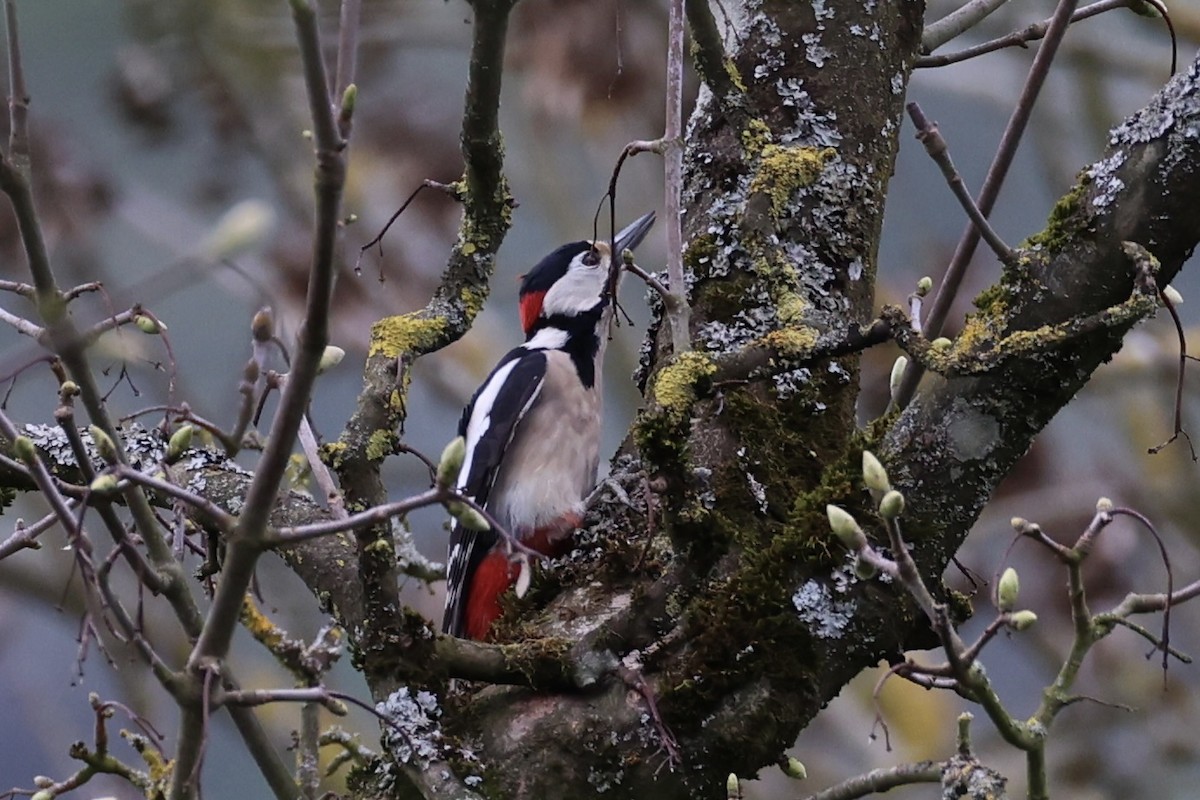 Great Spotted Woodpecker - ML618362535