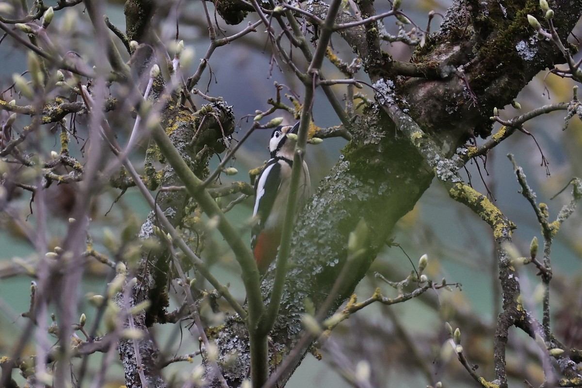 Great Spotted Woodpecker - ML618362536