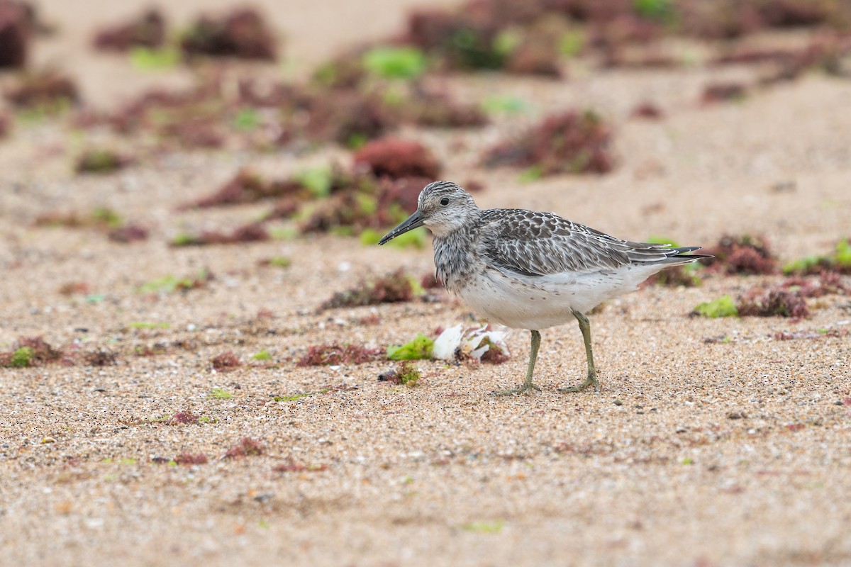 Great Knot - ML618362537