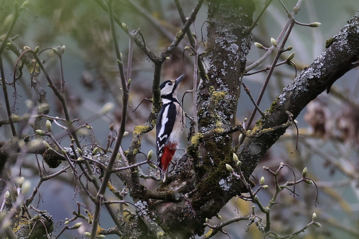 Great Spotted Woodpecker - Andrew William