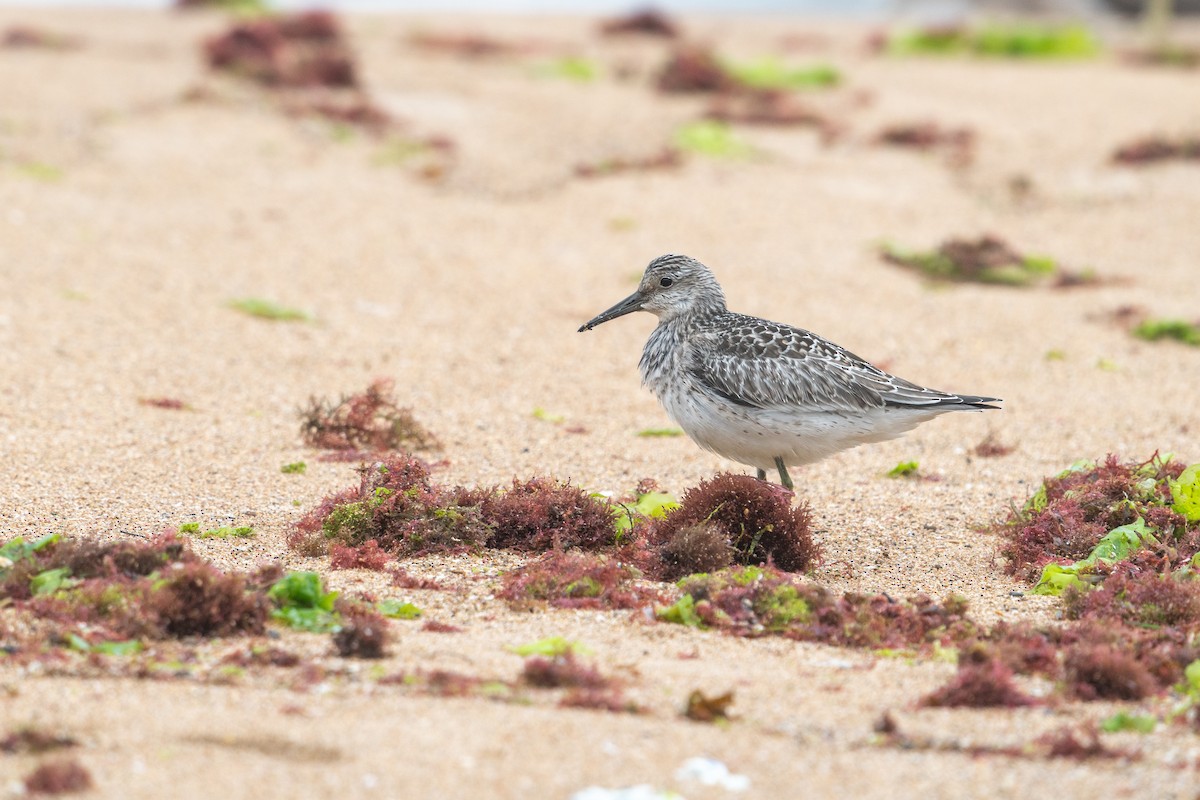 Great Knot - ML618362541