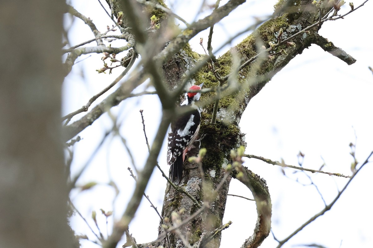 Middle Spotted Woodpecker - ML618362542