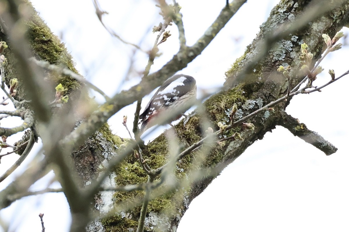 Middle Spotted Woodpecker - ML618362543