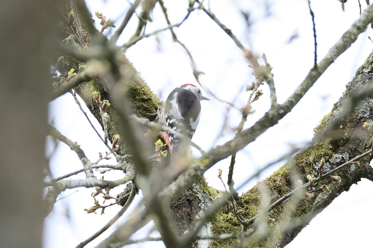 Middle Spotted Woodpecker - ML618362544