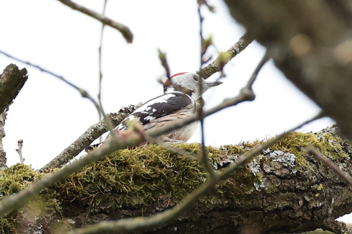 Middle Spotted Woodpecker - ML618362546