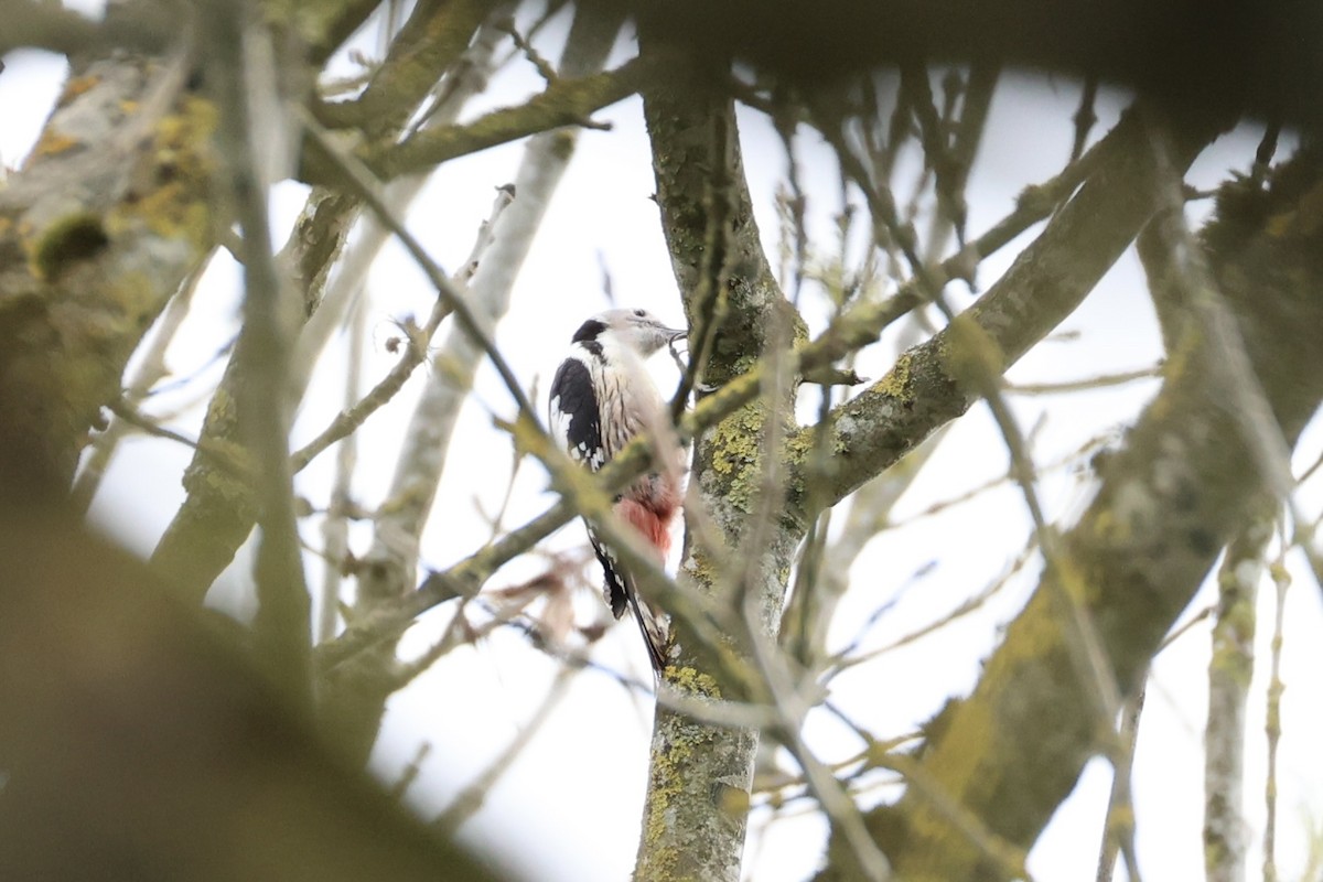 Middle Spotted Woodpecker - ML618362547
