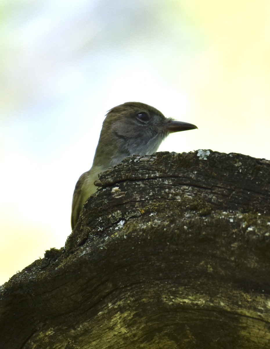 Great Crested Flycatcher - ML618362591