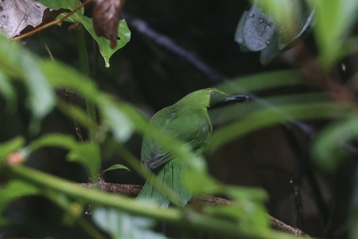 Lesser Green Leafbird - ML618362623