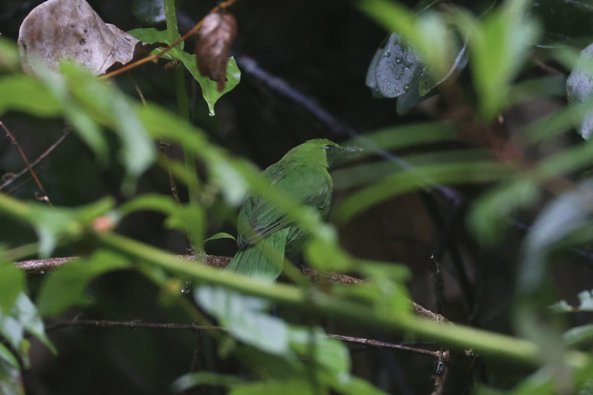 Lesser Green Leafbird - ML618362624