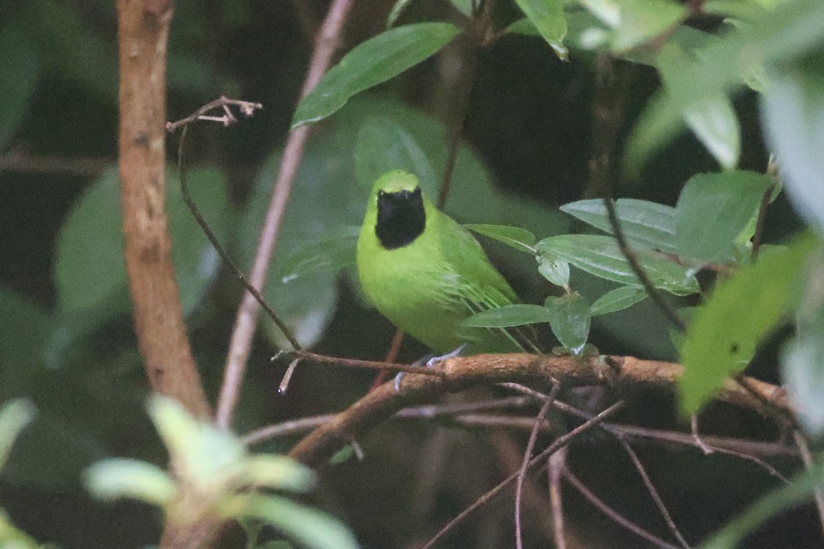 Lesser Green Leafbird - ML618362625