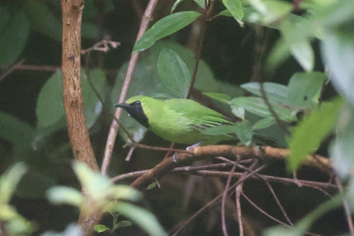 Lesser Green Leafbird - ML618362626