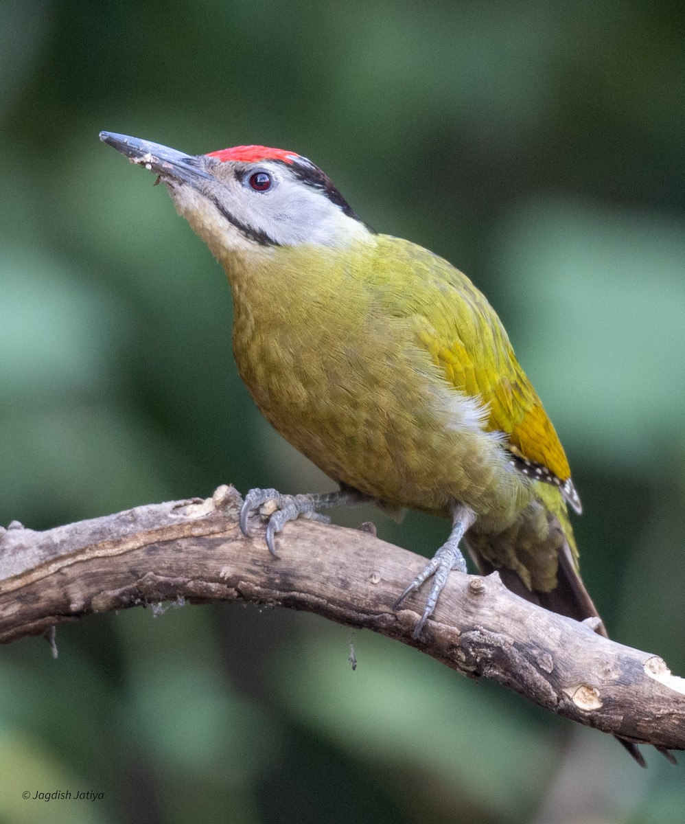 Gray-headed Woodpecker - ML618362632